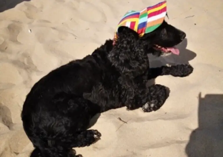 We are Pet Friendly at Reen Cross Holiday Park