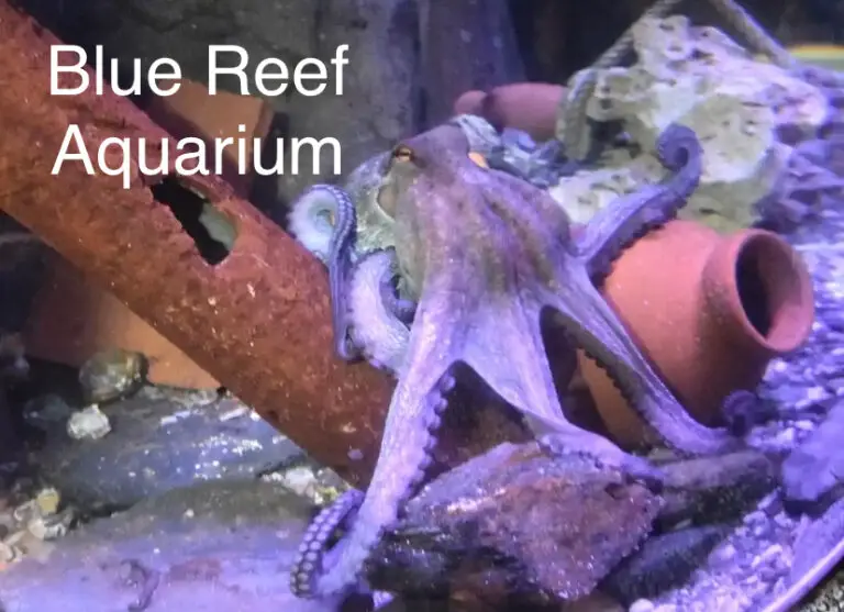Blue Reef Aquarium