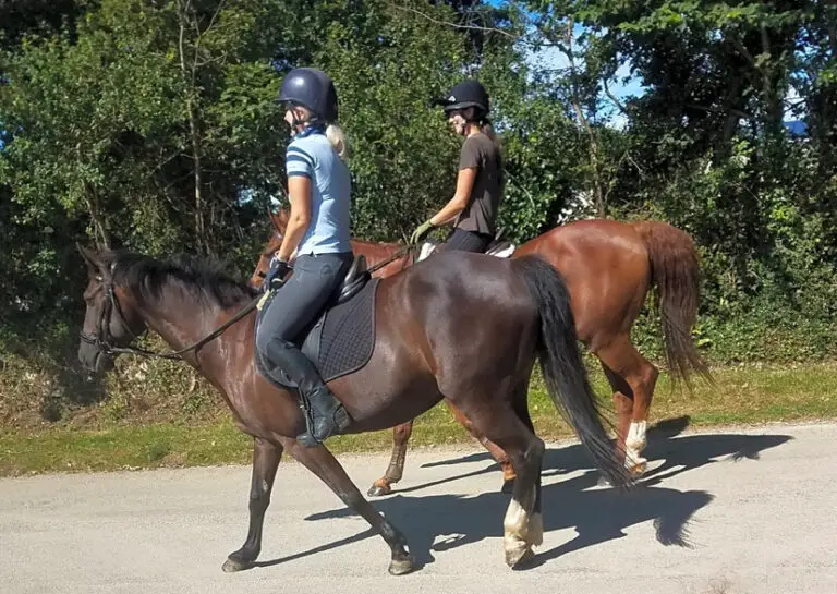 Horse Riding