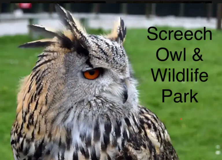 Screech Owl & Wildlife Park